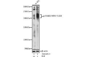 Western blot analysis of extracts of A-431 cells, using Phospho-ErbB3/HER3-Y1328 antibody (ABIN3020003, ABIN3020004, ABIN3020005 and ABIN7101868) at 1:2000 dilution. (ERBB3 抗体  (pTyr1328))