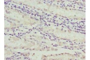 Immunohistochemistry (IHC) image for anti-C1GALT1-Specific Chaperone 1 (C1GALT1C1) (AA 30-190) antibody (ABIN7146153)