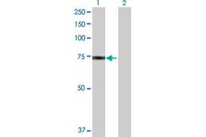 Western Blot analysis of HSPA1L expression in transfected 293T cell line by HSPA1L MaxPab polyclonal antibody.