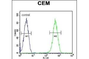 CRCT1 Antibody (N-term) (ABIN653986 and ABIN2843928) flow cytometric analysis of CEM cells (right histogram) compared to a negative control cell (left histogram). (CRCT1 抗体  (N-Term))