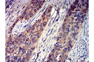 Immunohistochemistry (IHC) image for anti-Glutamate Receptor, Ionotropic, Kainate 4 (GRIK4) (AA 21-166) antibody (ABIN5611165)
