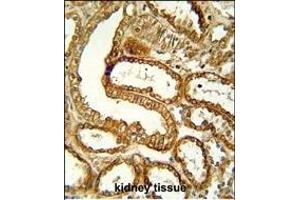 CCR1 Antibody (N-term) (ABIN651052 and ABIN2840048) immunohistochemistry analysis in formalin fixed and paraffin embedded human kidney tissue followed by peroxidase conjugation of the secondary antibody and DAB staining. (CCR1 抗体  (N-Term))