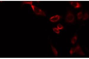 Immunofluorescence (fixed cells) (IF/ICC) image for anti-ATP Synthase, H+ Transporting, Mitochondrial Fo Complex, Subunit G2 (ATP5L2) (C-Term) antibody (ABIN6258539)