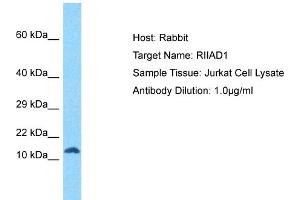 Host: Rabbit Target Name: RIIAD1 Sample Tissue: Human Jurkat Whole Cell Antibody Dilution: 1ug/ml (RIIAD1 抗体  (N-Term))