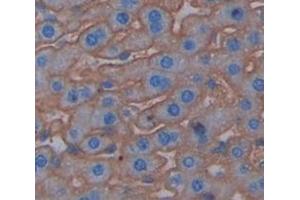 IHC-P analysis of Mouse Tissue, with DAB staining. (PIGR 抗体  (AA 135-237))
