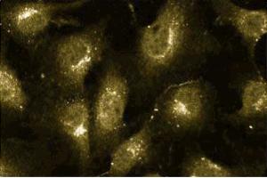 Immunofluorescence staining of human endothelial cells. (Cullin 2 抗体  (AA 18-182))