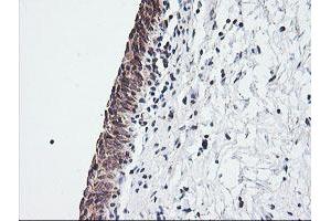 Image no. 2 for anti-Mitochondrial Ribosomal Protein S34 (MRPS34) antibody (ABIN1499566) (MRPS34 抗体)
