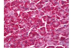 Anti-EIF2S3 / EIF2G antibody IHC of human pancreas.