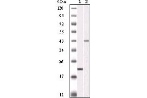 Western Blotting (WB) image for anti-Aurora Kinase B (AURKB) (truncated) antibody (ABIN2464014) (Aurora Kinase B 抗体  (truncated))