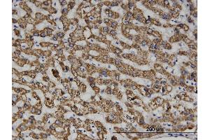 Immunoperoxidase of monoclonal antibody to SEPT6 on formalin-fixed paraffin-embedded human liver. (Septin 6 抗体  (AA 1-434))