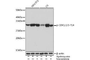 anti-CDK1/2/3 (pThr14) antibody