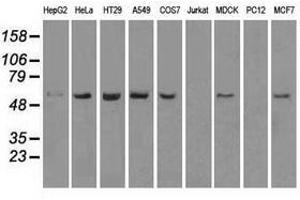 Image no. 6 for anti-Transmembrane Protein 100 (TMEM100) antibody (ABIN1501422) (TMEM100 抗体)