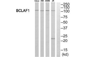 Western Blotting (WB) image for anti-BCL2-Associated Transcription Factor 1 (BCLAF1) (Internal Region) antibody (ABIN1850886) (BCLAF1 抗体  (Internal Region))