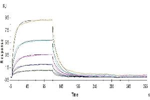 Surface Plasmon Resonance (SPR) image for Inducible T-Cell Co-Stimulator Ligand (ICOSLG) (AA 19-258) protein (Fc Tag) (ABIN7273958)