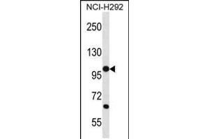 Western blot analysis in NCI-H292 cell line lysates (35ug/lane). (PCDHB12 抗体  (C-Term))