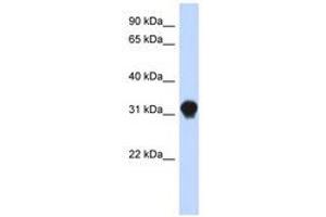 Image no. 1 for anti-Dynein, Axonemal, Light Intermediate Chain 1 (DNALI1) (N-Term) antibody (ABIN6741250) (DNALI1 抗体  (N-Term))
