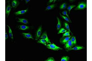 Immunofluorescent analysis of Hela cells using ABIN7160129 at dilution of 1:100 and Alexa Fluor 488-congugated AffiniPure Goat Anti-Rabbit IgG(H+L) (MFSD5 抗体  (AA 216-248))