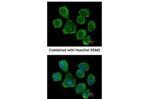 ICC/IF Image Immunofluorescence analysis of methanol-fixed A431, using PTGFRN, antibody at 1:500 dilution. (PTGFRN 抗体  (C-Term))
