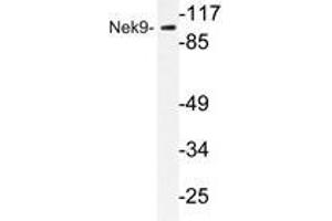 Western blot analysis of Nek9 antibody in extracts from A549 cells. (NEK9 抗体)