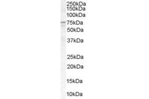 ABIN185632 (1µg/ml) staining of Human Spleen lysate (35µg protein in RIPA buffer).