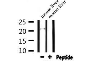 Western blot analysis of extracts from mouse liver, using FGF6 Antibody. (FGF6 抗体  (N-Term))