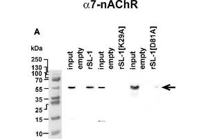 Analysis of rSLURP-1 targets in A549 cells. (CHRNA7 抗体  (AA 52-259))