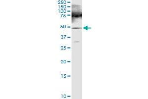 Immunoprecipitation of FARS2 transfected lysate using anti-FARS2 MaxPab rabbit polyclonal antibody and Protein A Magnetic Bead , and immunoblotted with FARS2 purified MaxPab mouse polyclonal antibody (B01P) . (FARS2 抗体  (AA 1-451))