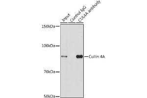 Immunoprecipitation analysis of 200 μg extracts of HeLa cells using 3 μg Cullin 4A antibody (ABIN3016905, ABIN3016906, ABIN3016907 and ABIN6219875). (Cullin 4A 抗体)