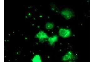 Anti-PGAM2 mouse monoclonal antibody (ABIN2454930) immunofluorescent staining of COS7 cells transiently transfected by pCMV6-ENTRY PGAM2 (RC200701). (PGAM2 抗体)