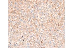 Immunohistochemistry of paraffin-embedded Mouse liver using CDH18 Polyclonal Antibody at dilution of 1:100 (40x lens). (CDH18 抗体)