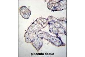 TRIP13 Antibody (C-term) (ABIN656567 and ABIN2845827) immunohistochemistry analysis in formalin fixed and paraffin embedded human placenta tissue followed by peroxidase conjugation of the secondary antibody and DAB staining. (TRIP13 抗体  (C-Term))