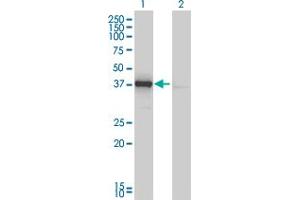 Western Blot analysis of DNAJB4 expression in transfected 293T cell line by DNAJB4 monoclonal antibody (M01), clone 1H2-3G4. (DNAJB4 抗体  (AA 1-337))