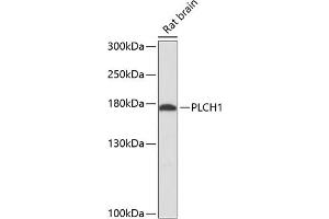 Western blot analysis of extracts of rat brain, using PLCH1 antibody (ABIN6132883, ABIN6145758, ABIN6145759 and ABIN6216706) at 1:3000 dilution. (PLCH1 抗体  (AA 1100-1400))