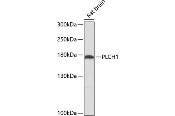 PLCH1 Antikörper  (AA 1100-1400)