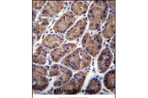 PFDN5 Antibody (Center) (ABIN657046 and ABIN2846213) immunohistochemistry analysis in formalin fixed and paraffin embedded human stomach tissue followed by peroxidase conjugation of the secondary antibody and DAB staining. (PFDN5 抗体  (AA 79-108))