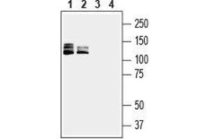Western blot analysis of human Jurkat T-cell leukemia cell line lysate (lanes 1 and 3) and human HL-60 promyelocytic leukemia cell line lysate (lanes 2 and 4): - 1,2. (SEMA4D/CD100 抗体  (Extracellular, N-Term))