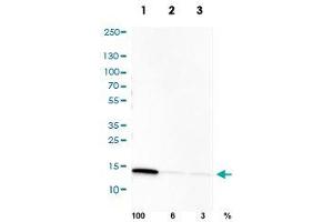 Western Blot analysis of U-251cell transfected with (1) control siRNA, (2) target specific siRNA probe #1, (3) target specific siRNA probe #2 using PPIB monoclonal antibody, clone CL3901. (PPIB 抗体)