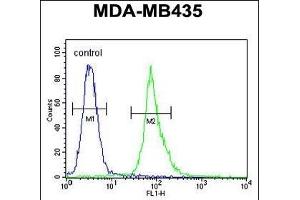 AKT1 Antibody (Thr308) (ABIN654500 and ABIN2844231) flow cytometric analysis of MDA-M cells (right histogram) compared to a negative control cell (left histogram).