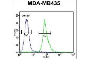 AKT1 Antibody (Thr308) (ABIN654500 and ABIN2844231) flow cytometric analysis of MDA-M cells (right histogram) compared to a negative control cell (left histogram).