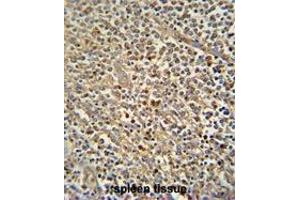 ZN180 antibody (N-term) immunohistochemistry analysis in formalin fixed and paraffin embedded human spleen tissue followed by peroxidase conjugation of the secondary antibody and DAB staining. (ZNF180 抗体  (N-Term))