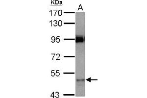 Western Blotting (WB) image for anti-Cytochrome P450, Family 3, Subfamily A, Polypeptide 7 (CYP3A7) (AA 222-489) antibody (ABIN1497737)
