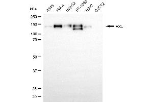 Western blotting analysis using AXL antibody (ABIN7797714).
