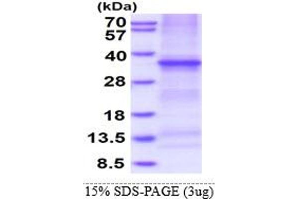 TNFRSF6B Protein (AA 30-300) (His tag)