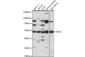 Western blot analysis of extracts of various cell lines, using RHCG antibody (ABIN7269960) at 1:1000 dilution. (RHCG 抗体  (AA 240-479))
