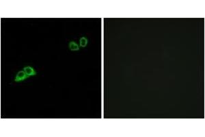 Immunofluorescence analysis of MCF7 cells, using OR2AT4 Antibody. (OR2AT4 抗体  (AA 271-320))