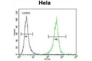 Flow Cytometry (FACS) image for anti-DnaJ (Hsp40) Homolog, Subfamily B, Member 6 (DNAJB6) (AA 217-247), (Middle Region) antibody (ABIN951944)