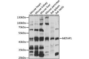 Western blot analysis of extracts of various cell lines, using MET antibody (ABIN7268489) at 1:1000 dilution. (METAP1 抗体  (AA 177-386))
