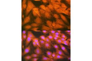 Immunofluorescence (IF) image for anti-Heat Shock 70kDa Protein 2 (HSPA2) antibody (ABIN7267579)