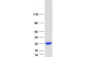 Western Blotting (WB) image for Interleukin 32 (IL32) (Transcript Variant 4) protein (Myc-DYKDDDDK Tag) (ABIN2723704)