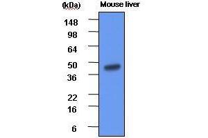 The extracts of mouse liver(each 20 ug) were resolved by SDS-PAGE, transferred to PVDF membrane and probed with anti-human BHMT (1:1000).